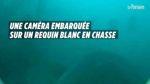 Une caméra embarquée sur un requin blanc en chasse
