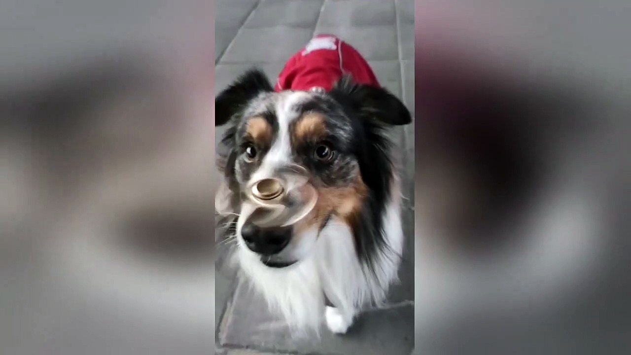 Perfectly balanced dog keeps whirling fidget spinner on the tip of his nose