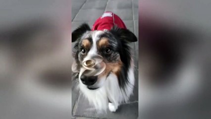 Perfectly balanced dog keeps whirling fidget spinner on the tip of his nose