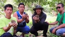 Three starving leopard cubs rescued after being orphaned in rural Thailand