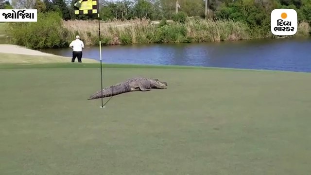 ગોલ્ફના મેદાનમાં ઘૂસ્યો મહાકાય અજગર, મેદાનમાં માર્યા આંટા