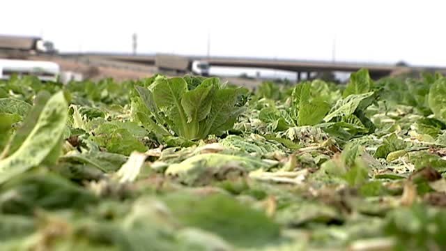 La huerta murciana bajo mínimos por el mal tiempo