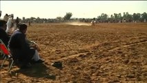 Curiosas carreras de toros en Pakistán