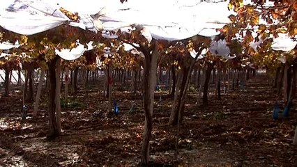 Pérdidas en el campo