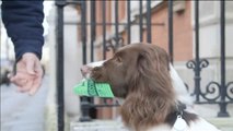 Londres lanza el primer tour en bus solo para perros