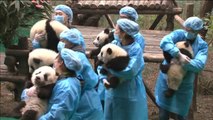 Estos cachorros de panda te desean un feliz año nuevo chino