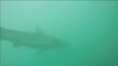Decenas de tiburones llegan a las costas de Israel