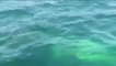Una familia chilena libera a una ballena jorobada atrapada en una red de pesca