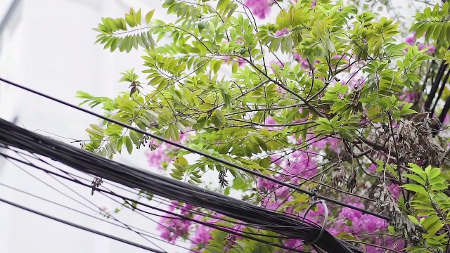 Con Gái Chủ Tịch Đi Làm Thuê Bị Xem Thường Và Cái Kết - Đừng Bao Giờ Xem Thường Người Khác - Tập 7