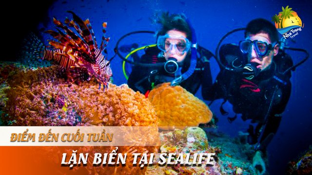 [ĐIỂM ĐẾN CUỐI TUẦN] - KHÁM PHÁ ĐẠI DƯƠNG - TRẢI NGHIỆM LẶN BIỂN THÚ VỊ TẠI SEALIFE | NHA TRANG TRAVEL