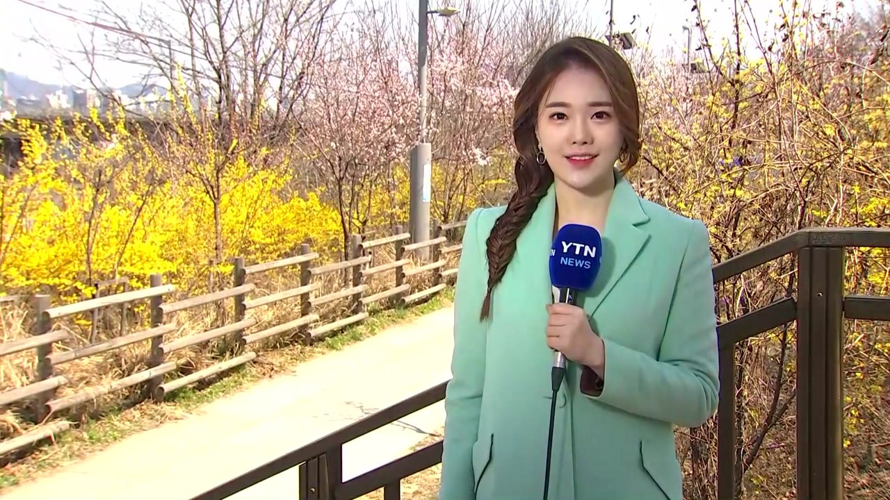[날씨] 내일까지 꽃샘추위...쾌청한 날씨에 봄꽃 활짝 / YTN