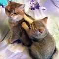 Animal Spa - Cute Catty giving spa services to his/her mate