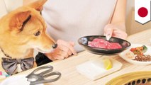 Restoran yakiniku di Jepang menyediakan tempat anjing dan pemiliknya duduk bersama - TomoNews