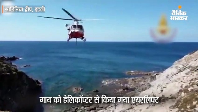 गाय को हेलिकॉप्टर से किया गया एयरलिफ्ट