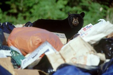 Climat : le Canada se réchauffe beaucoup trop vite
