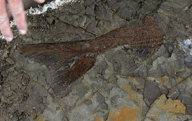 Découverte de fossiles rarissimes vieux de 66 millions d’années