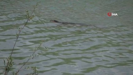 Sütten Yeni Kesilen Yavru Akdeniz Foku, Avlanmak İsterken Kendini Aksu Çayı'nda Buldu