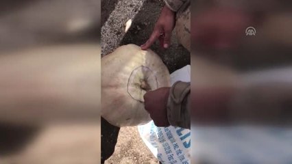 Bal Kabağına Gizlenmiş Uyuşturucu Bulundu