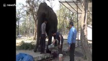 Wild elephant with injured feet given 'shoes' to let it walk back into the jungle