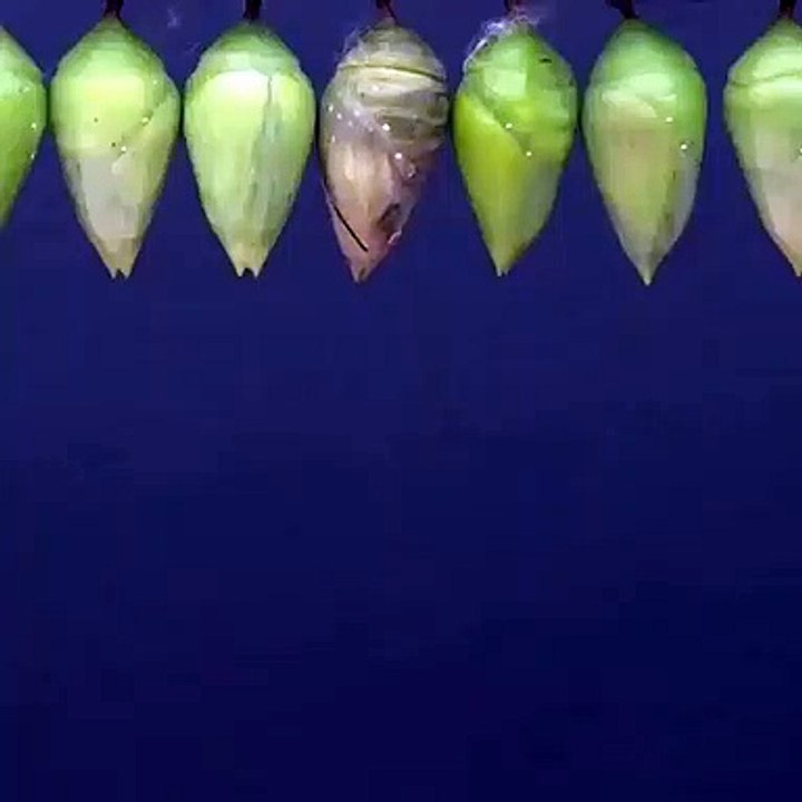 DOĞUŞ