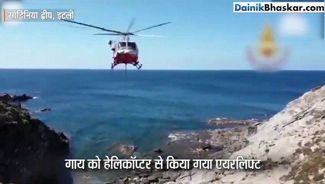 चट्टानों से भरे द्वीप में फंसी गाय, बचावकर्मियों ने हेलिकॉप्टर से एयरलिफ्ट किया