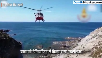 चट्टानों से भरे द्वीप में फंसी गाय, बचावकर्मियों ने हेलिकॉप्टर से एयरलिफ्ट किया