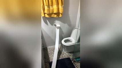 Caught red-pawed! Cheeky dog gets caught stealing toilet roll