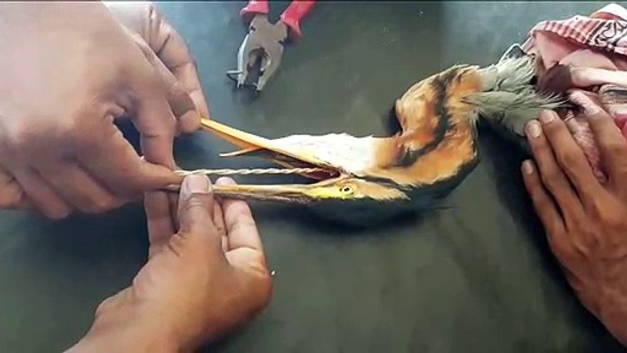 Vet saves crane's life by pulling out cruel bait spike from its throat
