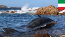 Nearly 50lbs of plastic found inside dead sperm whale