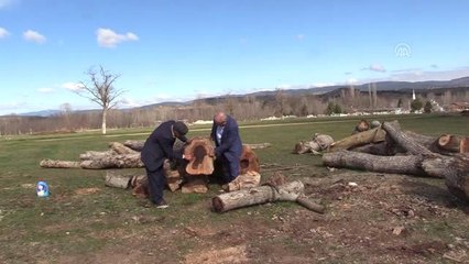 Ağacın Gövdesindeki "Kadın Silüeti" İlgi Çekiyor
