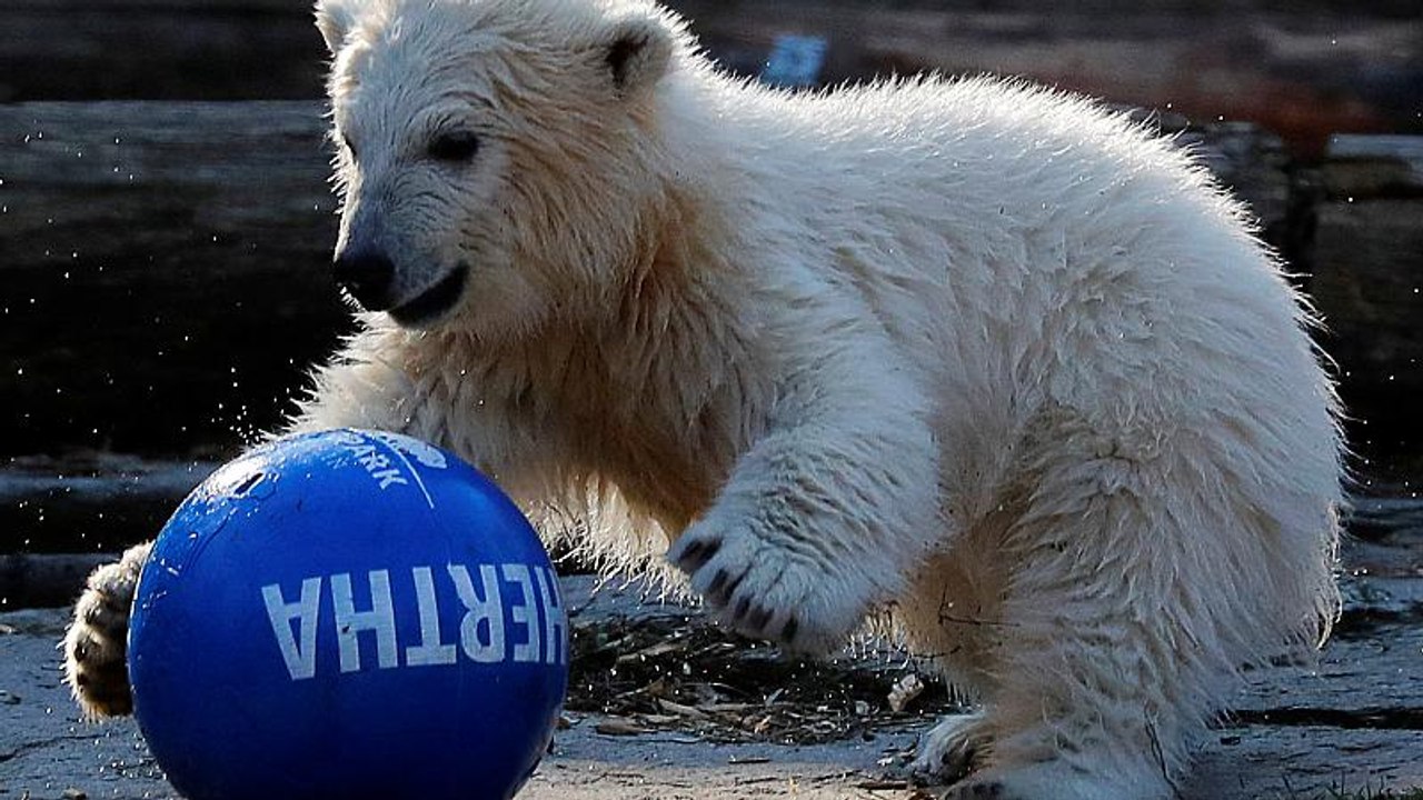 Berliner Eisbär-Baby hat endlich einen Namen: Hertha