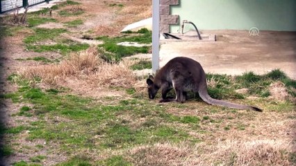 Sincan Hayvanat Bahçesi'nin yeni misafirleri geldi - ANKARA