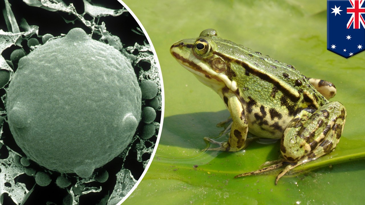 Global frog die-off caused by deadly pathogen