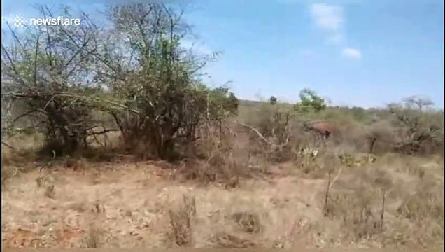 Wild elephant chases tourist car along rural road in south India
