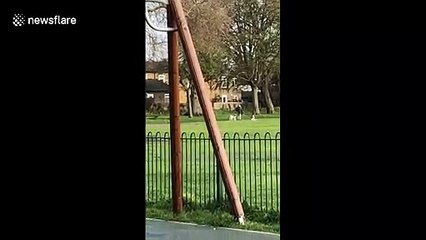 Dog walker in London caught kicking and stamping her animals on camera