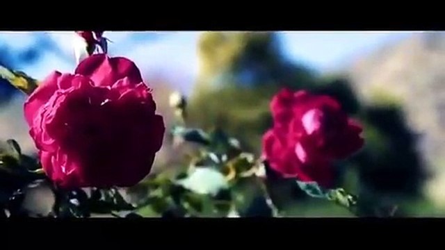 Organic wild roses. Handpicked and naturally distilled.