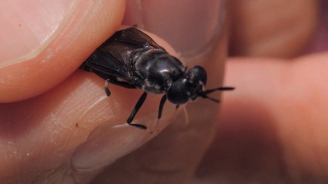 Singapore’s first urban insect farm upcycles food waste