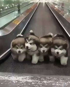 Des chiots trop cute courent sur un tapis roulant. A mourir de rire !