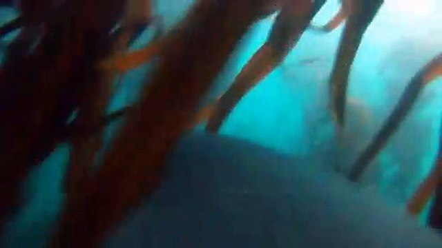 A Sharks-Eye-View Of Seal Hunting In South Africa