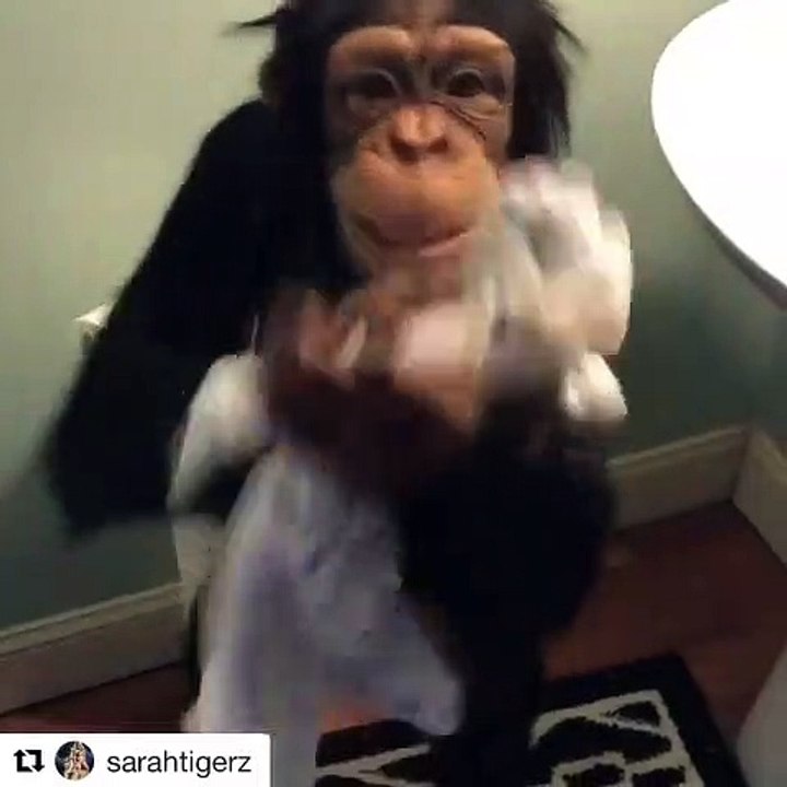 Un singe hors du commun se nettoie tout seul. Admirez ce beau spectacle !