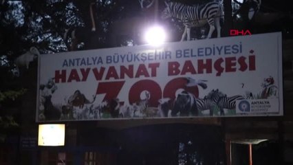 Antalya Hayvanat Bahçesinden Kaçan 'Kurt' Aranıyor