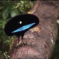 Cet oiseau de paradis est spectaculaire. Admirez sa beauté !