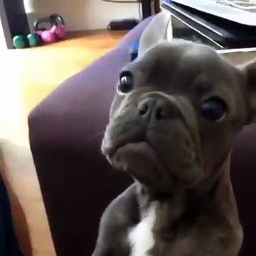 Ce bulldog rigolo réclame un câlin. Trop marrant !