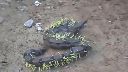 Piton Se Deu Muito Mal Com O Porco-Espinho