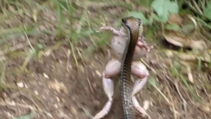 Batráquios Viram Petisco De Serpentes