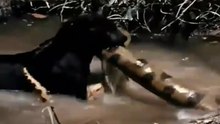 Anaconda Não É Párea Para Esse Jaguar Preto