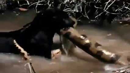 Anaconda Não É Párea Para Esse Jaguar Preto