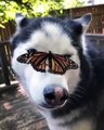 Ce joli papillon adore se poser sur le museau de ce chien. Marrant !