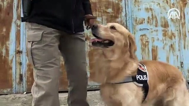 ‘Hassas burunlar’ zehir tacirlerine geçit vermiyor