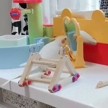 Quand une superbe perruche voit son reflet pour la première fois, voici ce que ça donne !